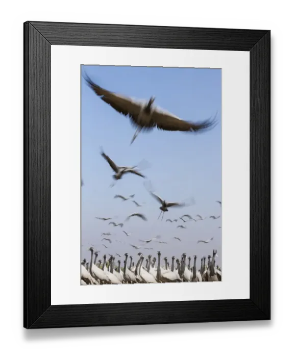 Framed Print : Demoiselle crane (Anthropoides virgo) flock taking flight during winter migration Framed Print : Demoiselle crane (Anthropoides virgo) flock taking flight during winter migration