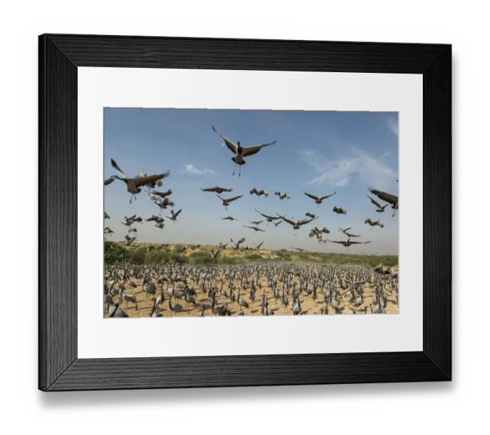 Framed Print : Wide angle view of Demoiselle cranes (Anthropoides virgo) landing in chugga ghar Framed Print : Wide angle view of Demoiselle cranes (Anthropoides virgo) landing in chugga ghar