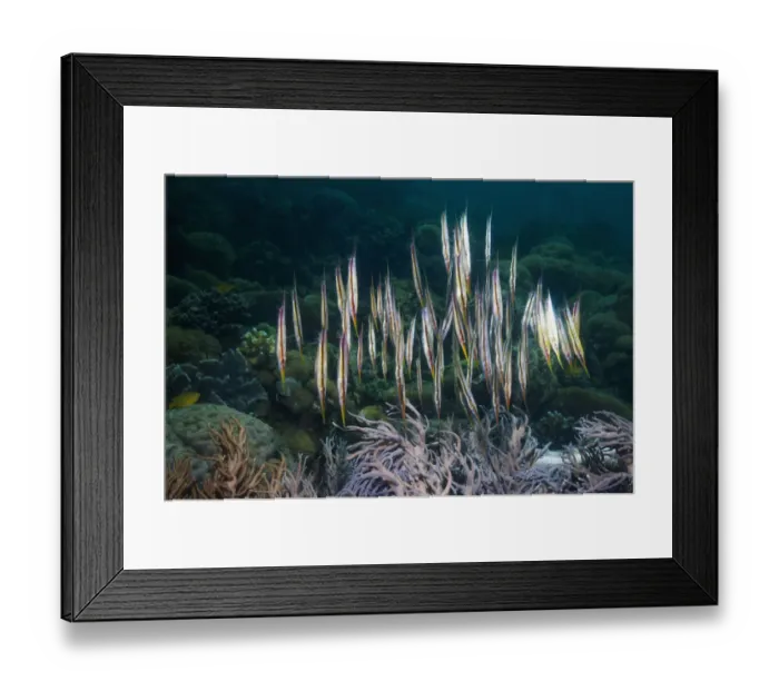 Framed Print : Shrimpfish / Razorfish (Aeoliscus punctatus / strigatus) have adapted to a vertical posture Framed Print : Shrimpfish / Razorfish (Aeoliscus punctatus / strigatus) have adapted to a vertical posture
