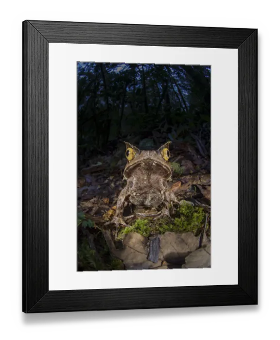 Framed Print : Montane horned frog (Megophrys kobayashii) in the leaf litter at night. Mount Kinabalu Framed Print : Montane horned frog (Megophrys kobayashii) in the leaf litter at night. Mount Kinabalu