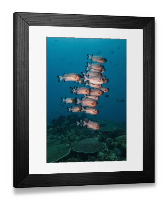 Framed Print : Shadowfin soldierfish (Myripristis adusta) West Papua, Indonesia Framed Print : Shadowfin soldierfish (Myripristis adusta) West Papua, Indonesia