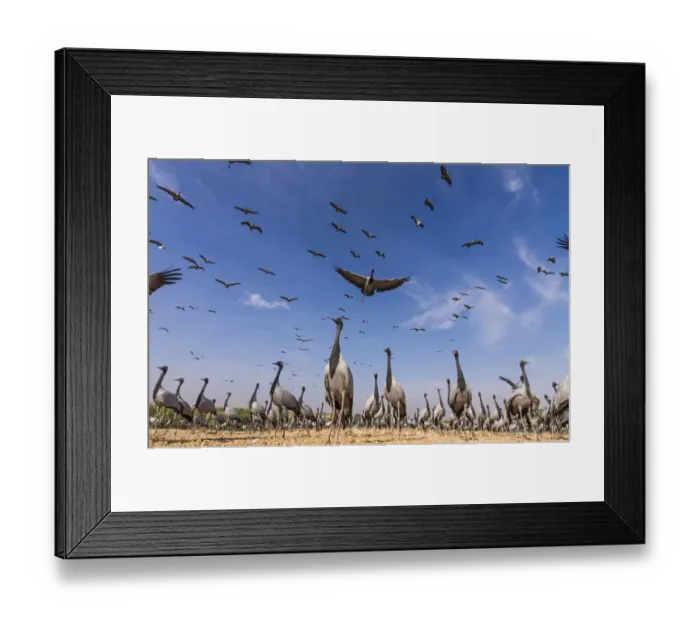 Framed Print : Demoiselle crane (Anthropoides virgo) low angle view of birds flying and landing Framed Print : Demoiselle crane (Anthropoides virgo) low angle view of birds flying and landing