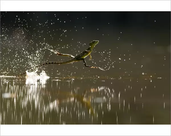 Double-crested basilisk (Basiliscus plumifrons) running across water surface, Santa Rita