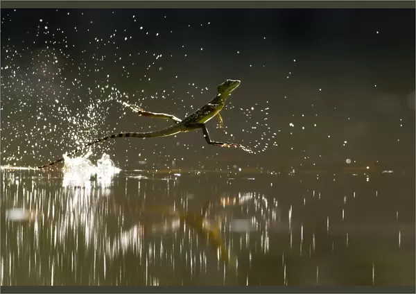 Double-crested basilisk (Basiliscus plumifrons) running across water surface, Santa Rita