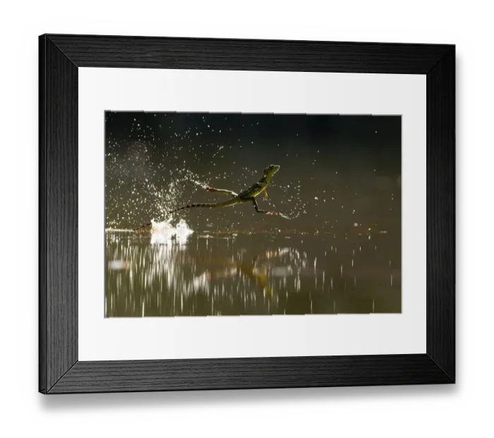 Framed Print : Double-crested basilisk (Basiliscus plumifrons) running across water surface, Santa Rita Framed Print : Double-crested basilisk (Basiliscus plumifrons) running across water surface, Santa Rita