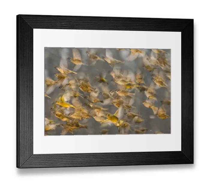 Framed Print : Flock of Tree sparrows (Passer montanus) in flight, with a Greenfinch (Chloris chloris) Framed Print : Flock of Tree sparrows (Passer montanus) in flight, with a Greenfinch (Chloris chloris)