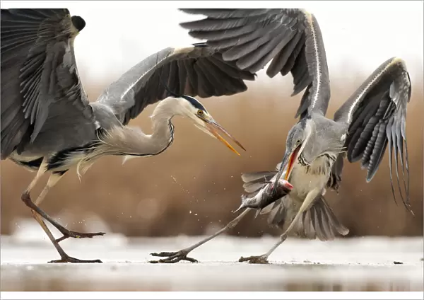 Grey heron (Ardea cinerea) squabbling, Lake Csaj, Kiskunsagi National Park, Pusztaszer, Hungary