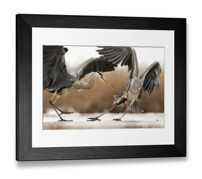 Framed Print : Grey heron (Ardea cinerea) squabbling, Lake Csaj, Kiskunsagi National Park, Pusztaszer, Hungary Framed Print : Grey heron (Ardea cinerea) squabbling, Lake Csaj, Kiskunsagi National Park, Pusztaszer, Hungary