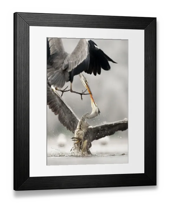 Framed Print : Grey herons (Ardea cinerea) fighting, Lake Csaj, Kiskunsagi National Park, Pusztaszer, Hungary Framed Print : Grey herons (Ardea cinerea) fighting, Lake Csaj, Kiskunsagi National Park, Pusztaszer, Hungary