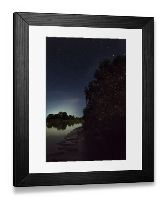 Framed Print : Synchronous fire flies (Pteroptyx sp. ) mangroves along the Kinabatangan River, Sabah, Borneo Framed Print : Synchronous fire flies (Pteroptyx sp. ) mangroves along the Kinabatangan River, Sabah, Borneo