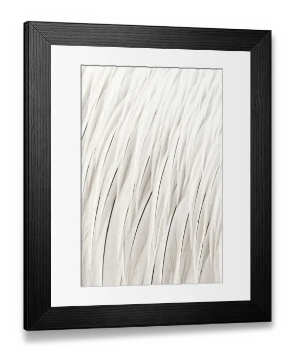 Framed Print : Dalmatian pelican (Pelecanus crispus) close up of feathers, Danube Delta, Romania Framed Print : Dalmatian pelican (Pelecanus crispus) close up of feathers, Danube Delta, Romania