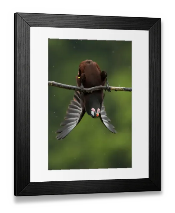 Framed Print : Montezuma oropendola (Psarocolius montezuma) hanging upside down as part of a courtship display Framed Print : Montezuma oropendola (Psarocolius montezuma) hanging upside down as part of a courtship display
