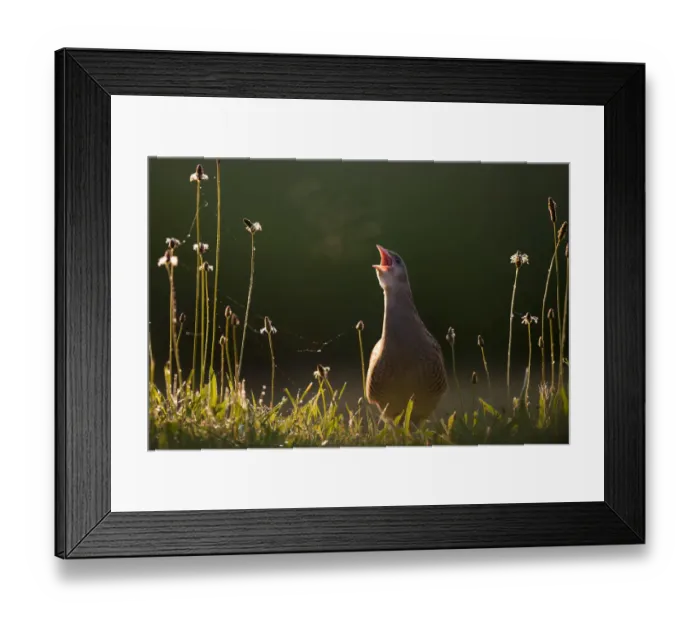 Framed Print : Corncrake (Crex Crex) calling, with breath vapor in early morning, Kiskunsagi National Park Framed Print : Corncrake (Crex Crex) calling, with breath vapor in early morning, Kiskunsagi National Park