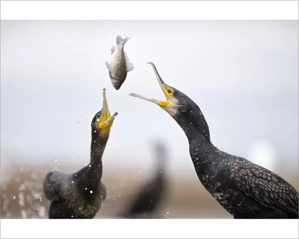Cormorants (Phalacrocorax carbo) squabbling over fish, Lake Csaj, Kiskunsagi National Park