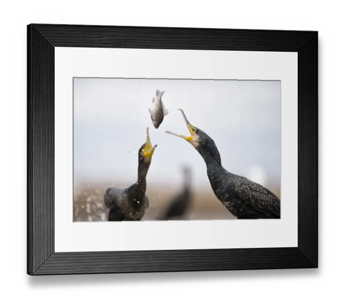 Framed Print : Cormorants (Phalacrocorax carbo) squabbling over fish, Lake Csaj, Kiskunsagi National Park Framed Print : Cormorants (Phalacrocorax carbo) squabbling over fish, Lake Csaj, Kiskunsagi National Park