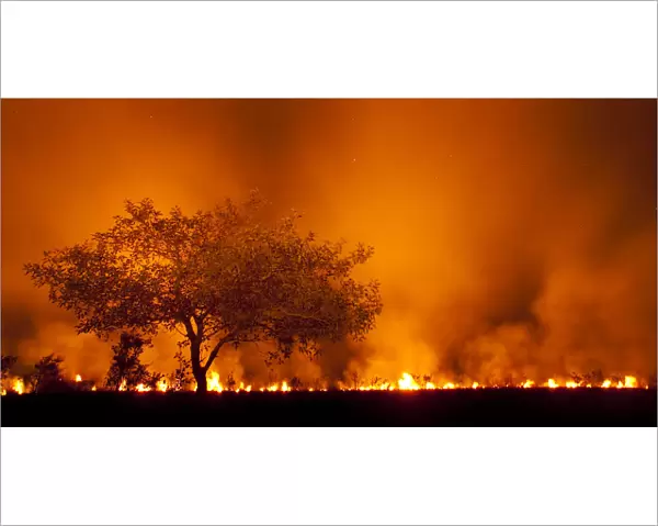 Grass fire at night in Pantanal, Brazil