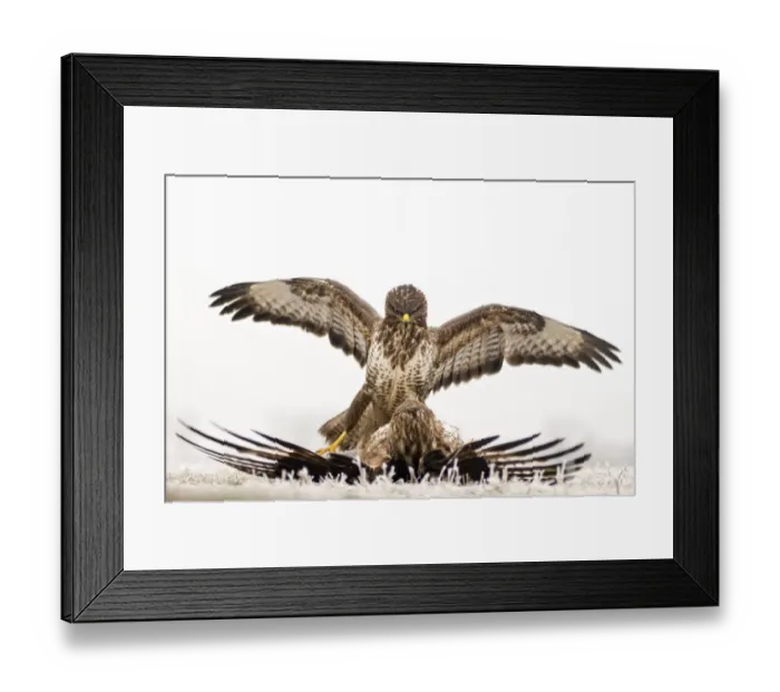 Framed Print : Two Buzzards (Buteo buteo) fighting, Lake Csaj, Kiskunsagi National Park, Hungary Framed Print : Two Buzzards (Buteo buteo) fighting, Lake Csaj, Kiskunsagi National Park, Hungary