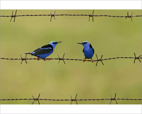Red-legged honeycreeper (Cyanerpes cyaneus) two males on barbed wire. Costa Rica