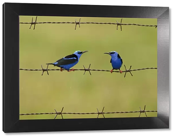 Red-legged honeycreeper (Cyanerpes cyaneus) two males on barbed wire. Costa Rica