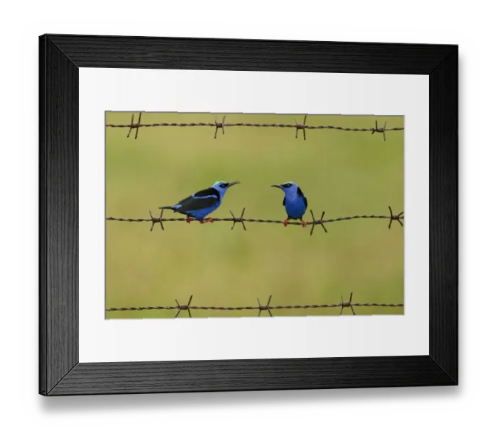 Framed Print : Red-legged honeycreeper (Cyanerpes cyaneus) two males on barbed wire. Costa Rica