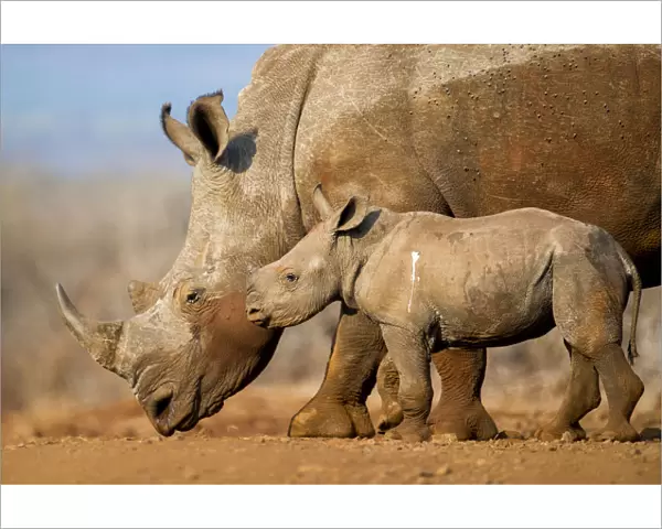 White rhinoceros (Ceratotherium simum) calf and mother, Mkuze, South Africa