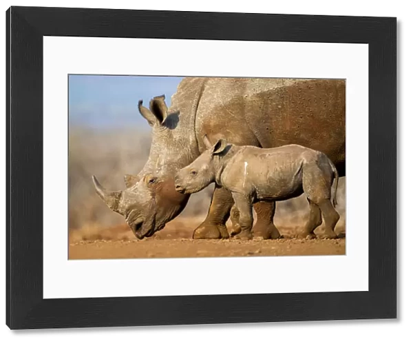 White rhinoceros (Ceratotherium simum) calf and mother, Mkuze, South Africa