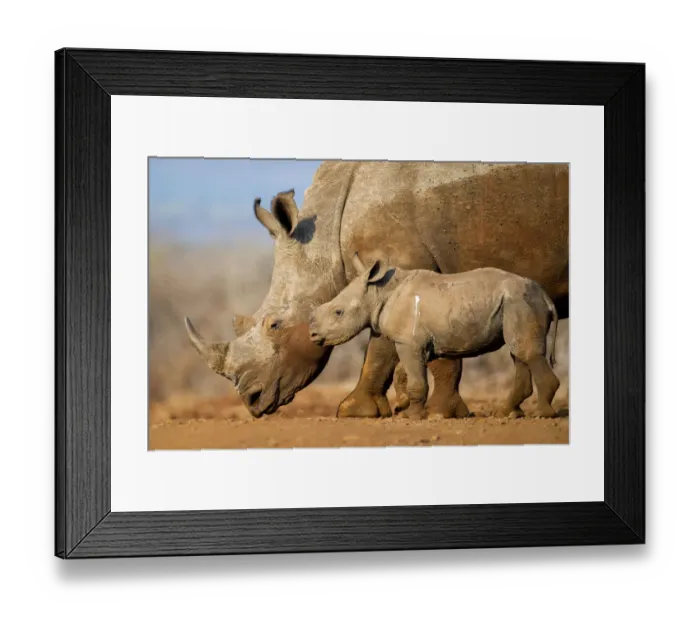 Framed Print : White rhinoceros (Ceratotherium simum) calf and mother, Mkuze, South Africa Framed Print : White rhinoceros (Ceratotherium simum) calf and mother, Mkuze, South Africa