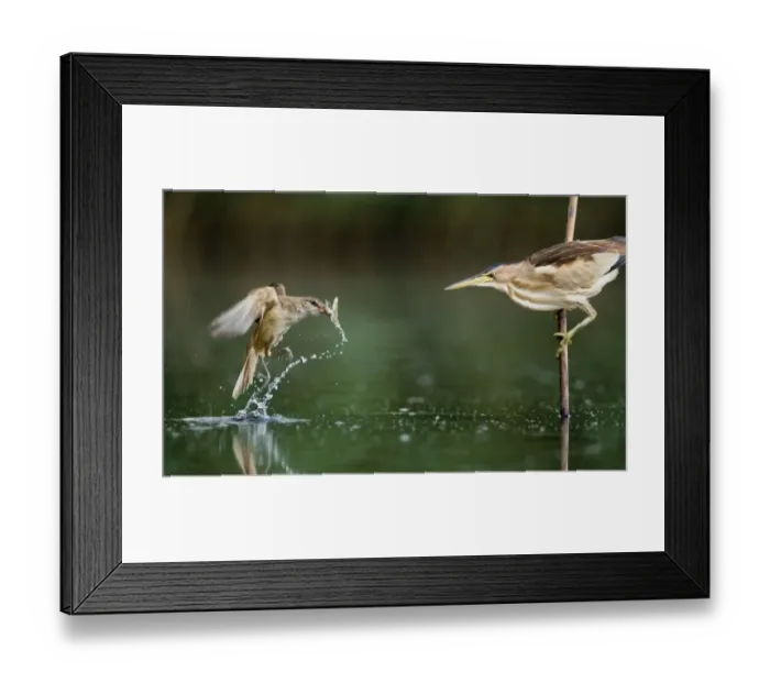 Framed Print : Little bittern (Ixobrychus minutus) watching Great warbler (Acrocephalus arundinaceus) with prey Framed Print : Little bittern (Ixobrychus minutus) watching Great warbler (Acrocephalus arundinaceus) with prey