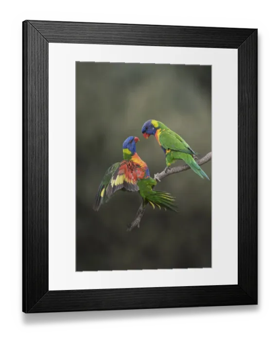 Framed Print : Two rainbow lorikeets (Trichoglossus moluccanus) on branch, Werribee, Victoria, Australia Framed Print : Two rainbow lorikeets (Trichoglossus moluccanus) on branch, Werribee, Victoria, Australia