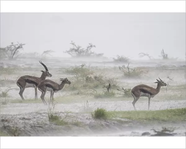 Thomsons gazelle (Eudorcas thomsonii) male and two females standing in rainstorm