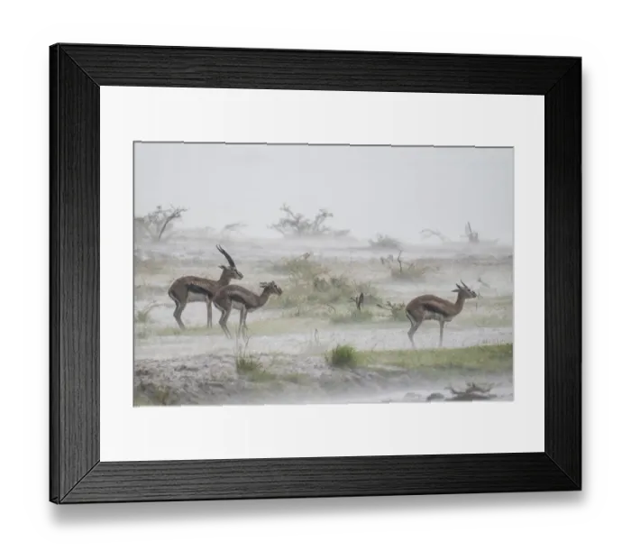 Framed Print : Thomsons gazelle (Eudorcas thomsonii) male and two females standing in rainstorm Framed Print : Thomsons gazelle (Eudorcas thomsonii) male and two females standing in rainstorm