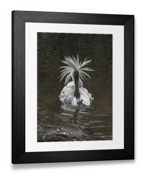 Framed Print : Royal spoonbill (Platalea regia) preening and shaking head feathers, Victoria, Australia Framed Print : Royal spoonbill (Platalea regia) preening and shaking head feathers, Victoria, Australia