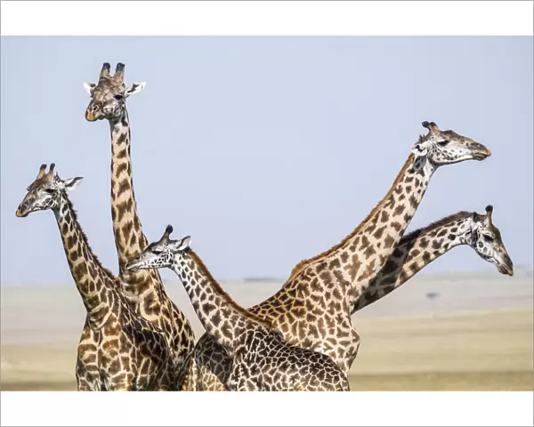 Masai giraffe (Giraffa camelopardalis tippelskirchi) male, females and calf standing close together