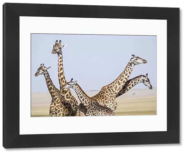 Masai giraffe (Giraffa camelopardalis tippelskirchi) male, females and calf standing close together