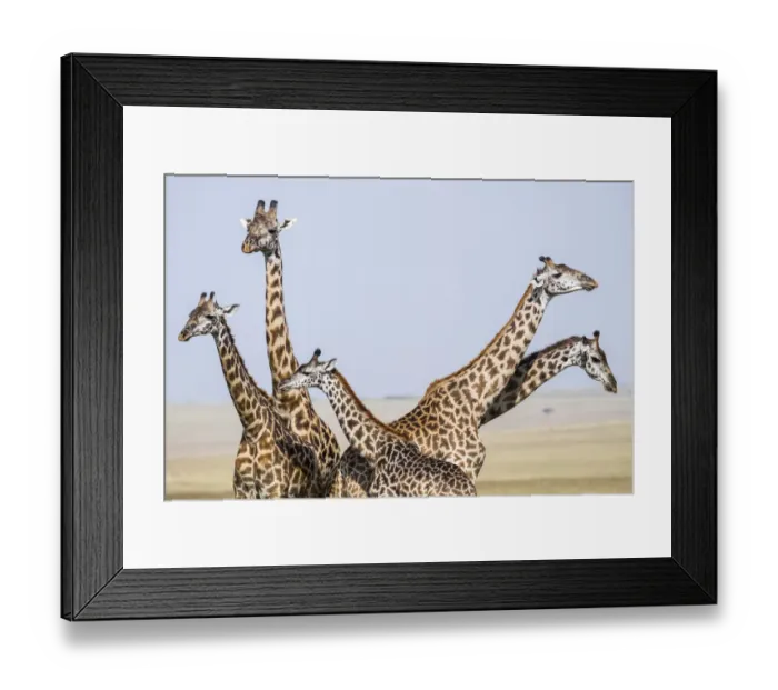Framed Print : Masai giraffe (Giraffa camelopardalis tippelskirchi) male, females and calf standing close together Framed Print : Masai giraffe (Giraffa camelopardalis tippelskirchi) male, females and calf standing close together