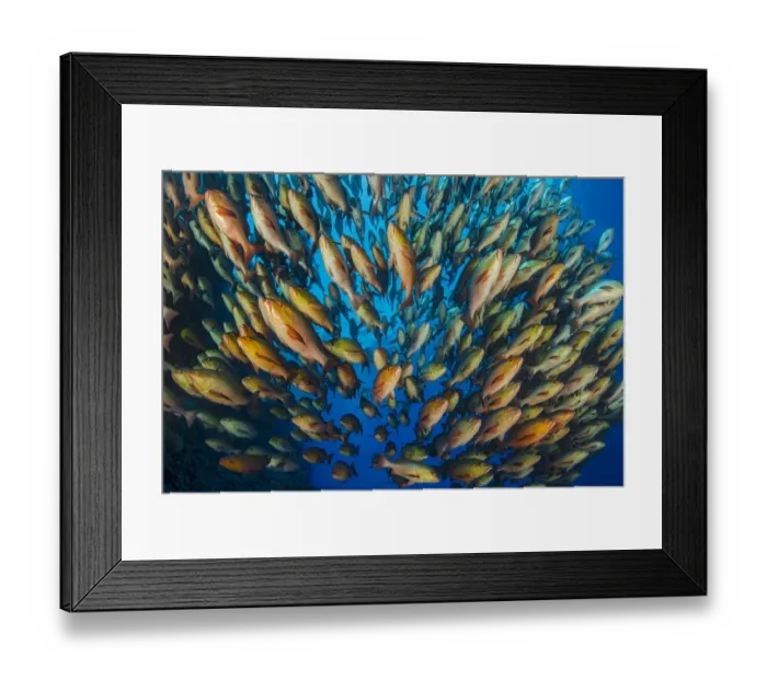 Framed Print : Bohar snapper (Lutjanus bohar) school at Ras Mohammed, Shark Reef, Ras Mohammed, Sinai, Egypt Framed Print : Bohar snapper (Lutjanus bohar) school at Ras Mohammed, Shark Reef, Ras Mohammed, Sinai, Egypt