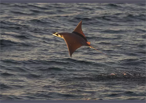 Munks mobula ray  /  Devilray (Mobula munkiana) leaping out of the water, Sea of Cortez