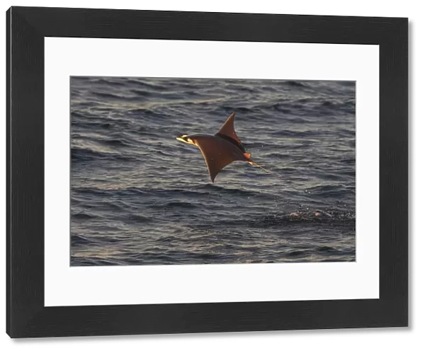 Munks mobula ray  /  Devilray (Mobula munkiana) leaping out of the water, Sea of Cortez