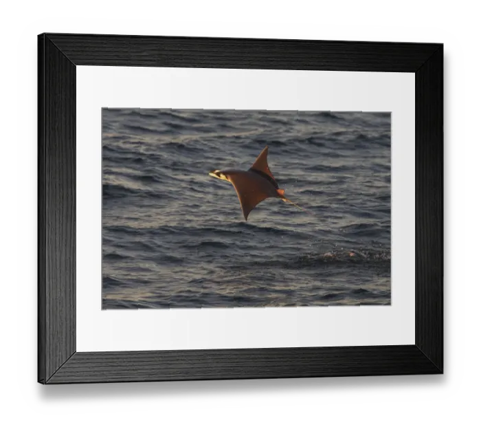 Framed Print : Munks mobula ray / Devilray (Mobula munkiana) leaping out of the water, Sea of Cortez Framed Print : Munks mobula ray / Devilray (Mobula munkiana) leaping out of the water, Sea of Cortez