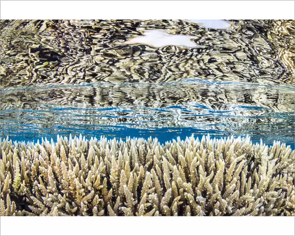 Hard corals (Acropora microclados) growing in shallow water, reflected in the surface