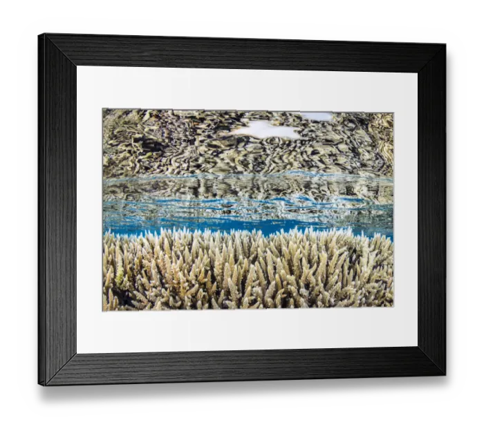 Framed Print : Hard corals (Acropora microclados) growing in shallow water, reflected in the surface Framed Print : Hard corals (Acropora microclados) growing in shallow water, reflected in the surface
