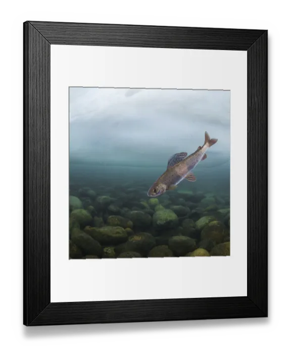 Framed Print : Grayling (Thymallus) under Ice, Lake Baikal, Siberia, Russia Framed Print : Grayling (Thymallus) under Ice, Lake Baikal, Siberia, Russia