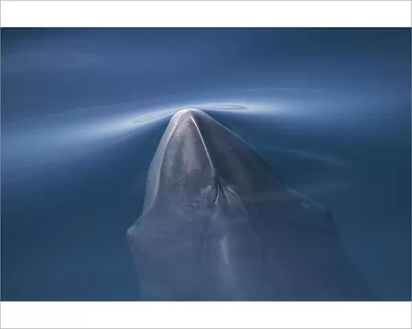 Common  /  Northern minke whale (Balaenoptera acutorostrata) surfacing, Pacific coast