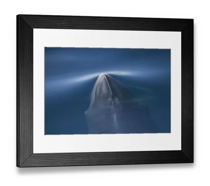 Framed Print : Common / Northern minke whale (Balaenoptera acutorostrata) surfacing, Pacific coast Framed Print : Common / Northern minke whale (Balaenoptera acutorostrata) surfacing, Pacific coast