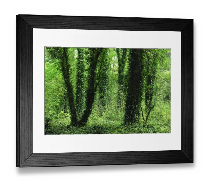Framed Print : Ivy (Hedera helix) covered tree trunks in Knight Wood, Hampshire, UK, October Framed Print : Ivy (Hedera helix) covered tree trunks in Knight Wood, Hampshire, UK, October
