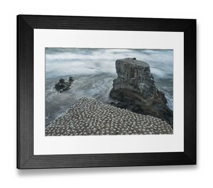 Framed Print : Australasian gannet / Takapu (Morus serrator) breeding colony on cliffs, Muriwai gannet colony Framed Print : Australasian gannet / Takapu (Morus serrator) breeding colony on cliffs, Muriwai gannet colony