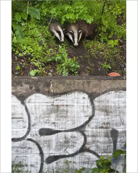 Eurasian  /  European badger (Meles meles) outside urban sett behind wall with graffiti