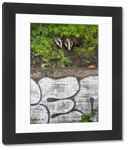 Eurasian  /  European badger (Meles meles) outside urban sett behind wall with graffiti
