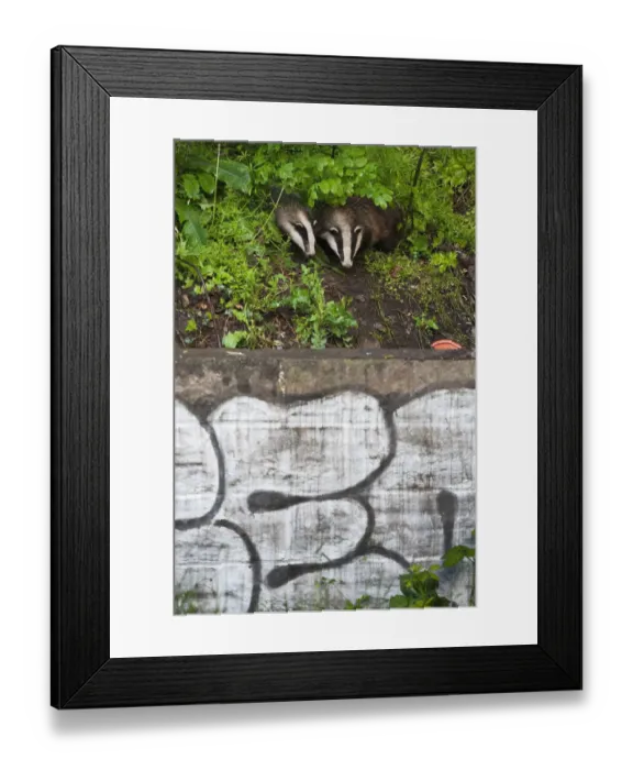 Framed Print : Eurasian / European badger (Meles meles) outside urban sett behind wall with graffiti Framed Print : Eurasian / European badger (Meles meles) outside urban sett behind wall with graffiti