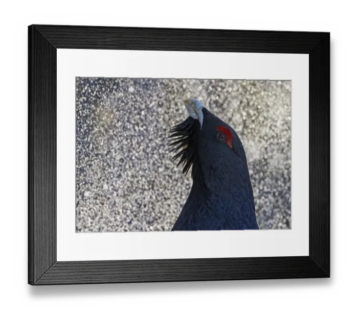 Framed Print : Capercaillie (Tetrao urogallus) male displaying in rain, Kuusamo, Finland. March Framed Print : Capercaillie (Tetrao urogallus) male displaying in rain, Kuusamo, Finland. March